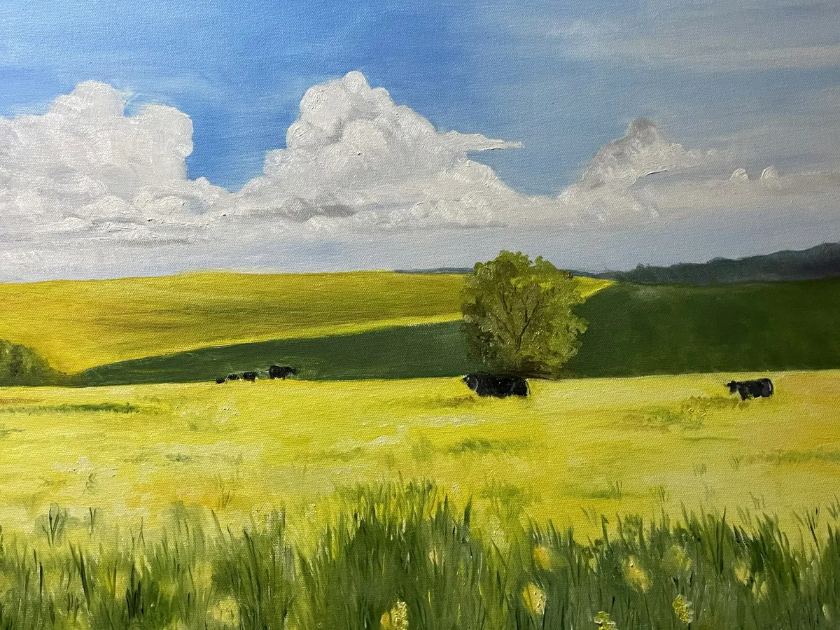 Black cattle grazing across rolling green and golden fields beneath towering summer clouds