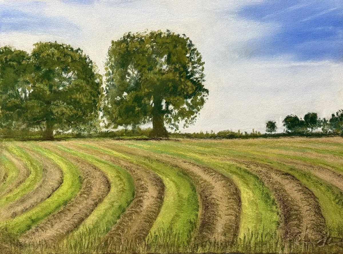 Curving green and brown crop rows sweeping toward mature trees beneath a blue-and-white sky