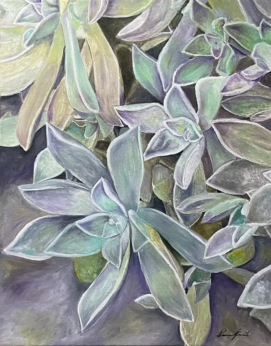 Layered ghost plant leaves in cool green, silver, and violet