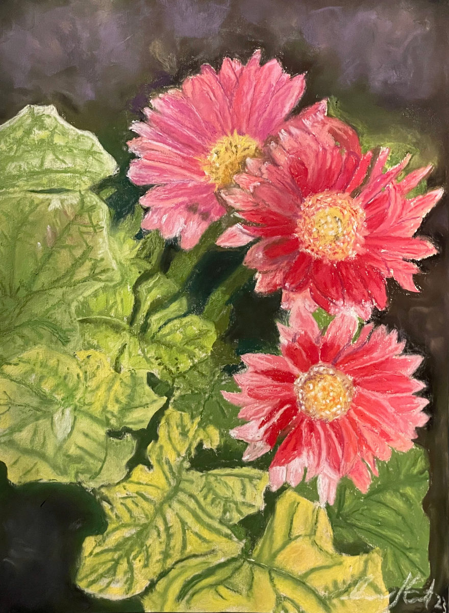 Three vivid pink gerbera daisies surrounded by layered green leaves against a dark background